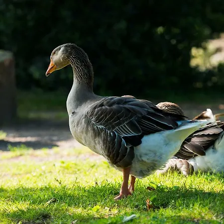Campingplads Chateau De La Plinguetiere *