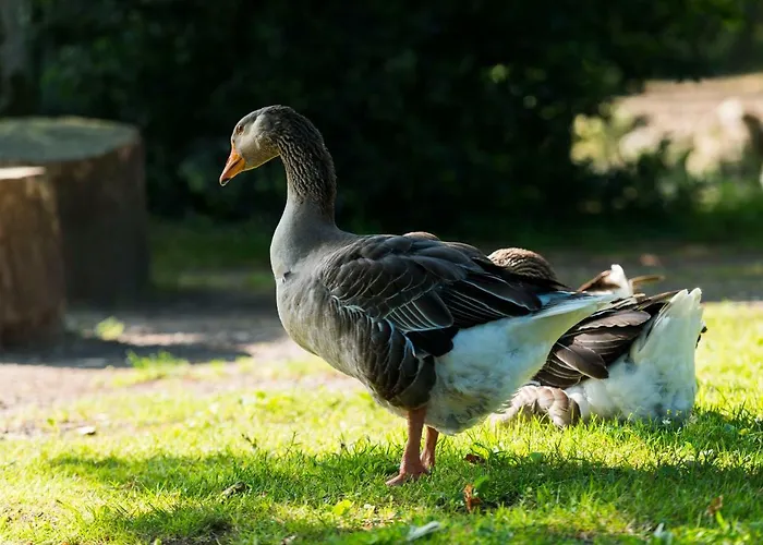 Campsite Chateau De La Plinguetiere *